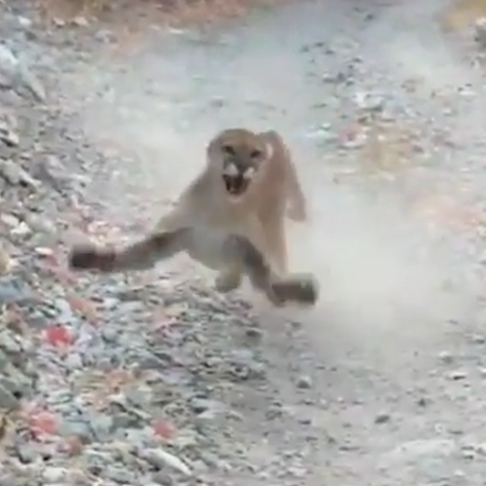 Man comes face to face with Utah Mountain Lion