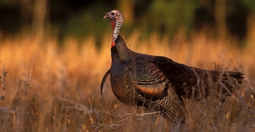 Fall Turkey-  Find Your Approach